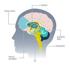 Dopamine And Motivation
